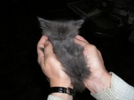 bisou dort.jpg (10 ko)